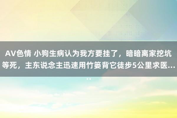 AV色情 小狗生病认为我方要挂了，暗暗离家挖坑等死，主东说念主迅速用竹篓背它徒步5公里求医...