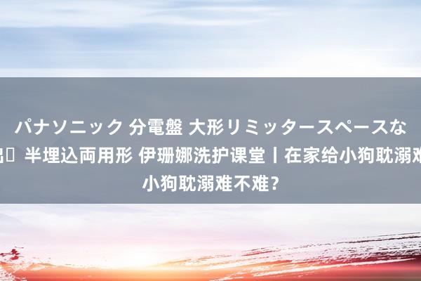 パナソニック 分電盤 大形リミッタースペースなし 露出・半埋込両用形 伊珊娜洗护课堂丨在家给小狗耽溺难不难？