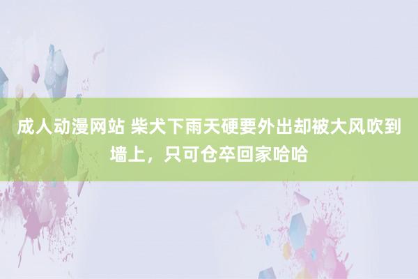 成人动漫网站 柴犬下雨天硬要外出却被大风吹到墙上，只可仓卒回家哈哈