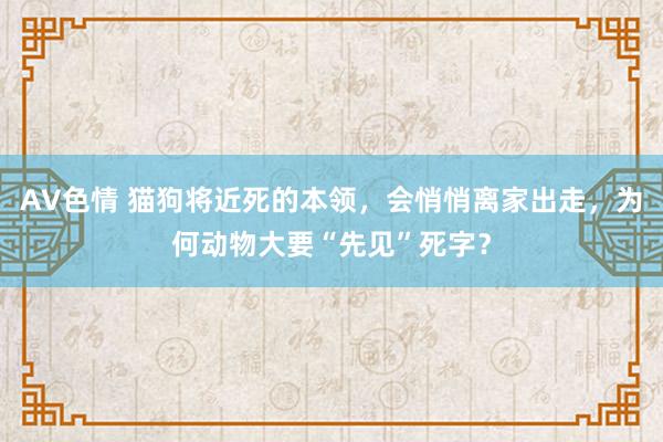 AV色情 猫狗将近死的本领，会悄悄离家出走，为何动物大要“先见”死字？