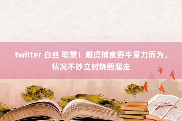 twitter 白丝 聪慧！雌虎捕食野牛量力而为，情况不妙立时烧毁溜走